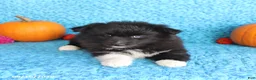 Pomsky dogs for sale: River - Ad 5