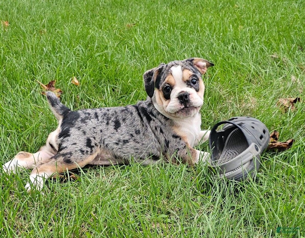 Mixed Breed dogs Exotic Merle Freelance Bulldog - Ad 1
