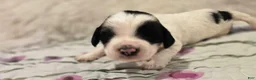 Sheepadoodle dogs for sale: Sheepadoodle 2 - Ad 2