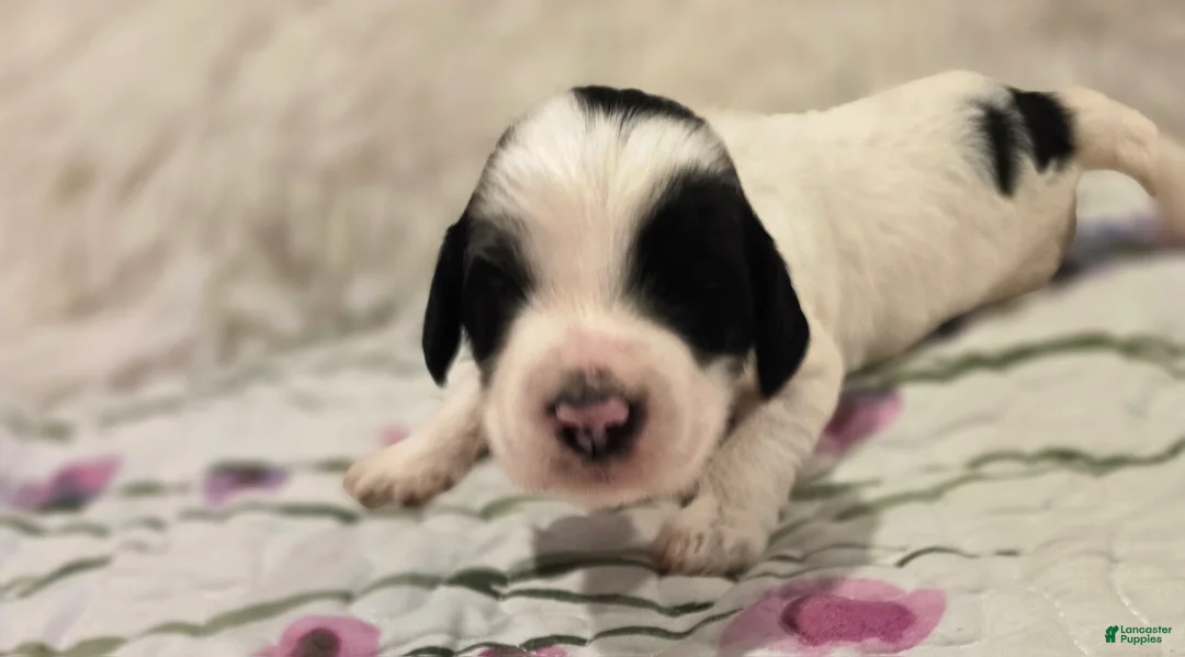Sheepadoodle dogs for sale: Sheepadoodle 2 - Ad 2