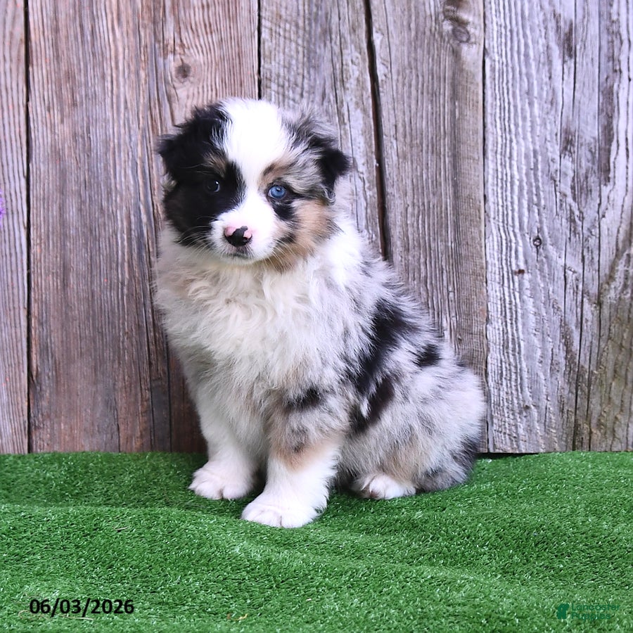 Miniature Australian Shepherd dogs for sale: Raine - Ad 3