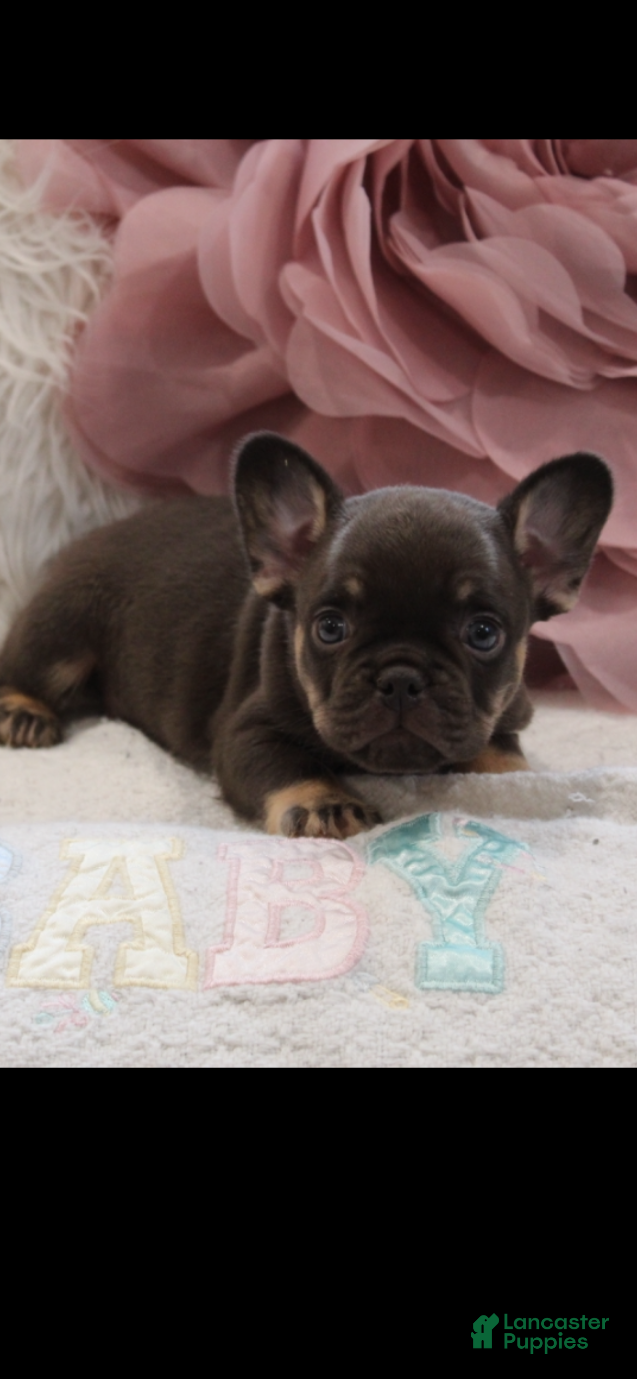 French Bulldog dogs French Bulldog  - Ad 1