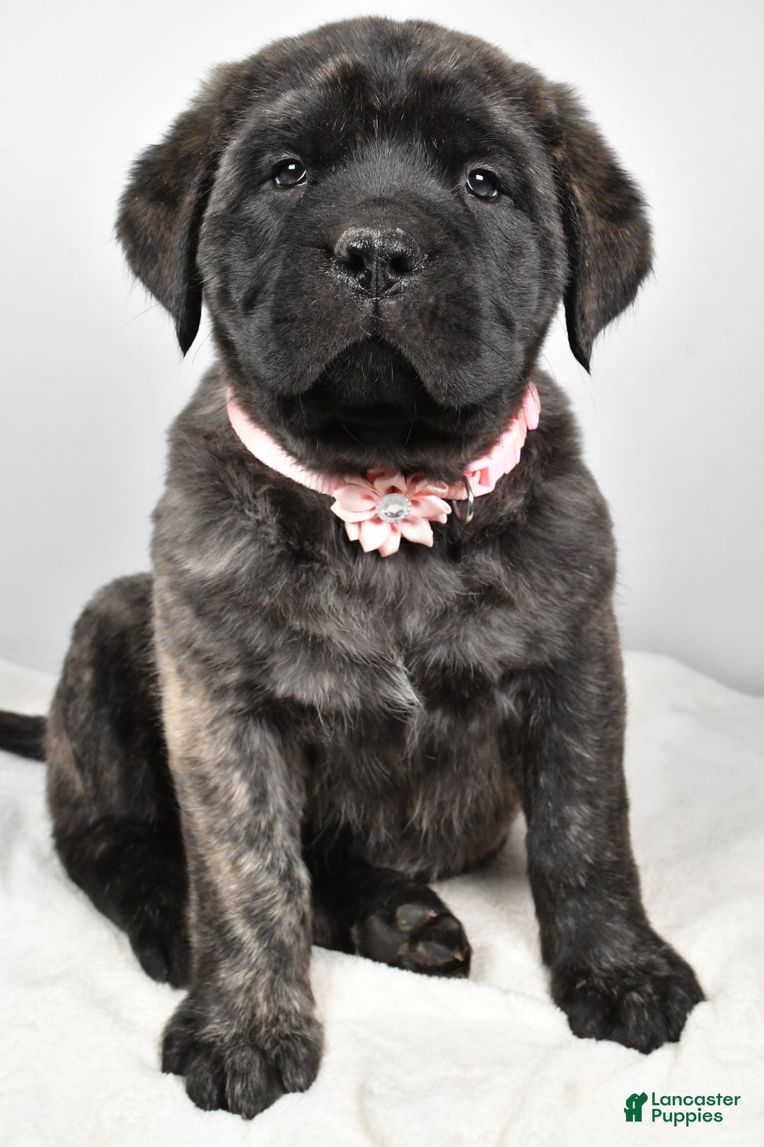 English Mastiff dogs for sale: Sheila - Ad 7