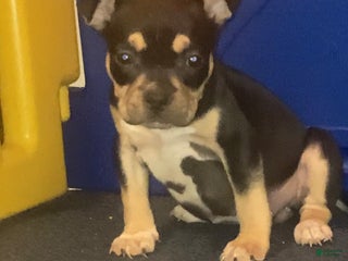 American Bully dogs RUBY - Ad 20