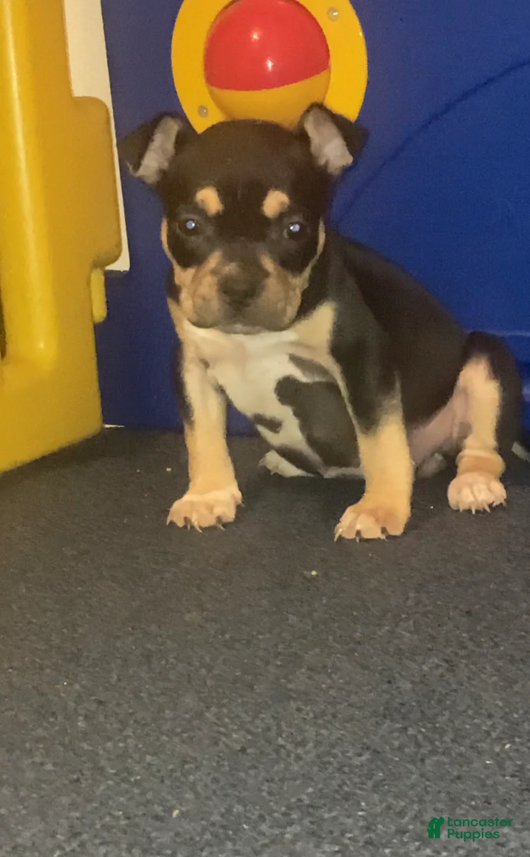 American Bully dogs for sale: RUBY - Ad 1