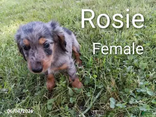 Miniature Dachshund dogs for sale: Rosie - Ad 2