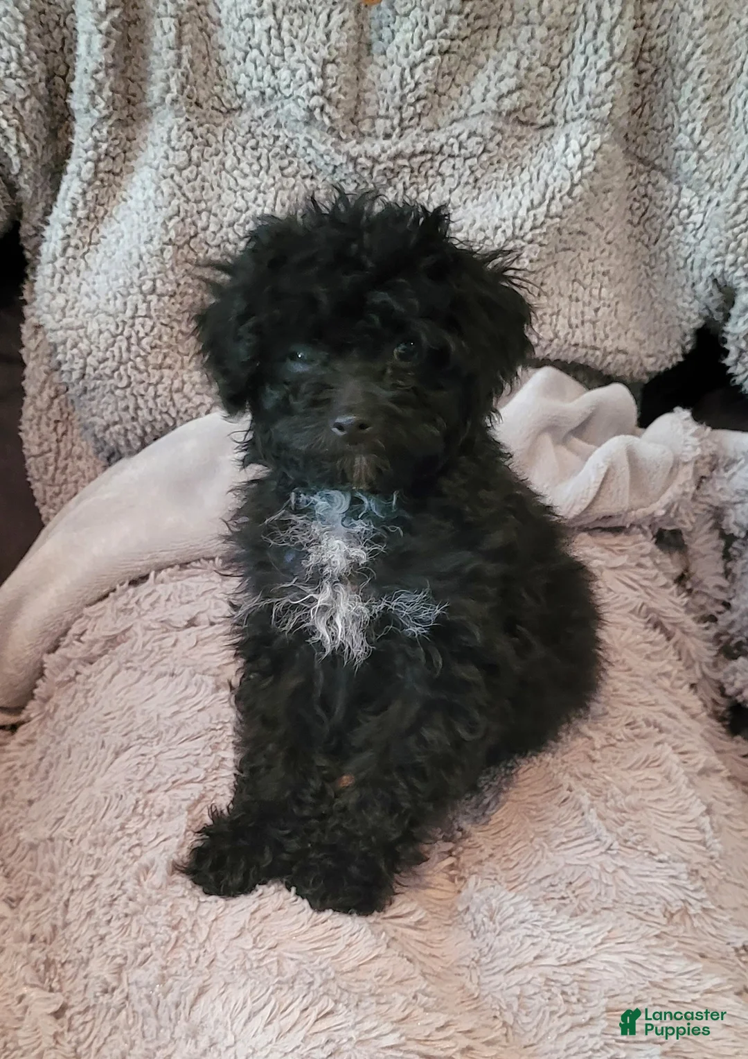 Miniature Poodle dogs for sale: Pepper  - Ad 2