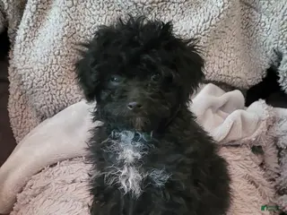 Miniature Poodle dogs Pepper - Ad 30
