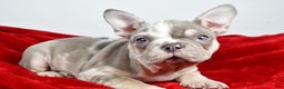 French Bulldog dogs for sale: Frosty - Ad 6