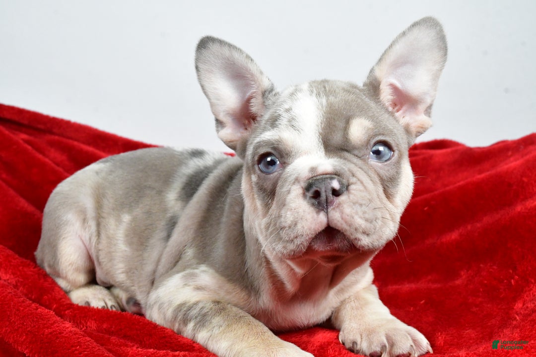 French Bulldog dogs for sale: Frosty - Ad 6