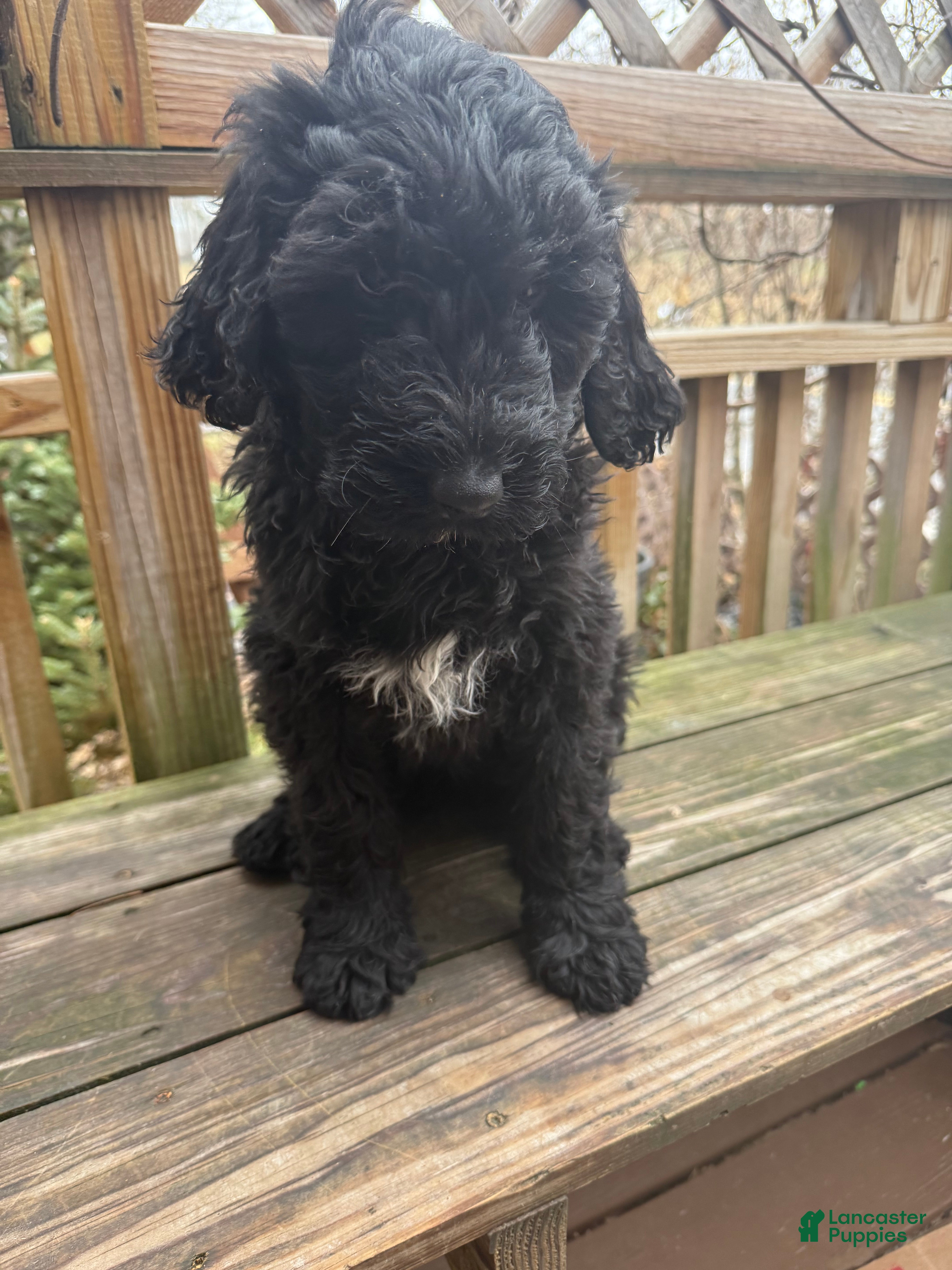 Mixed Breed dogs Beauty  - Ad 1