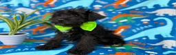 Miniature Schnauzer dogs for sale: Valentino - Ad 8