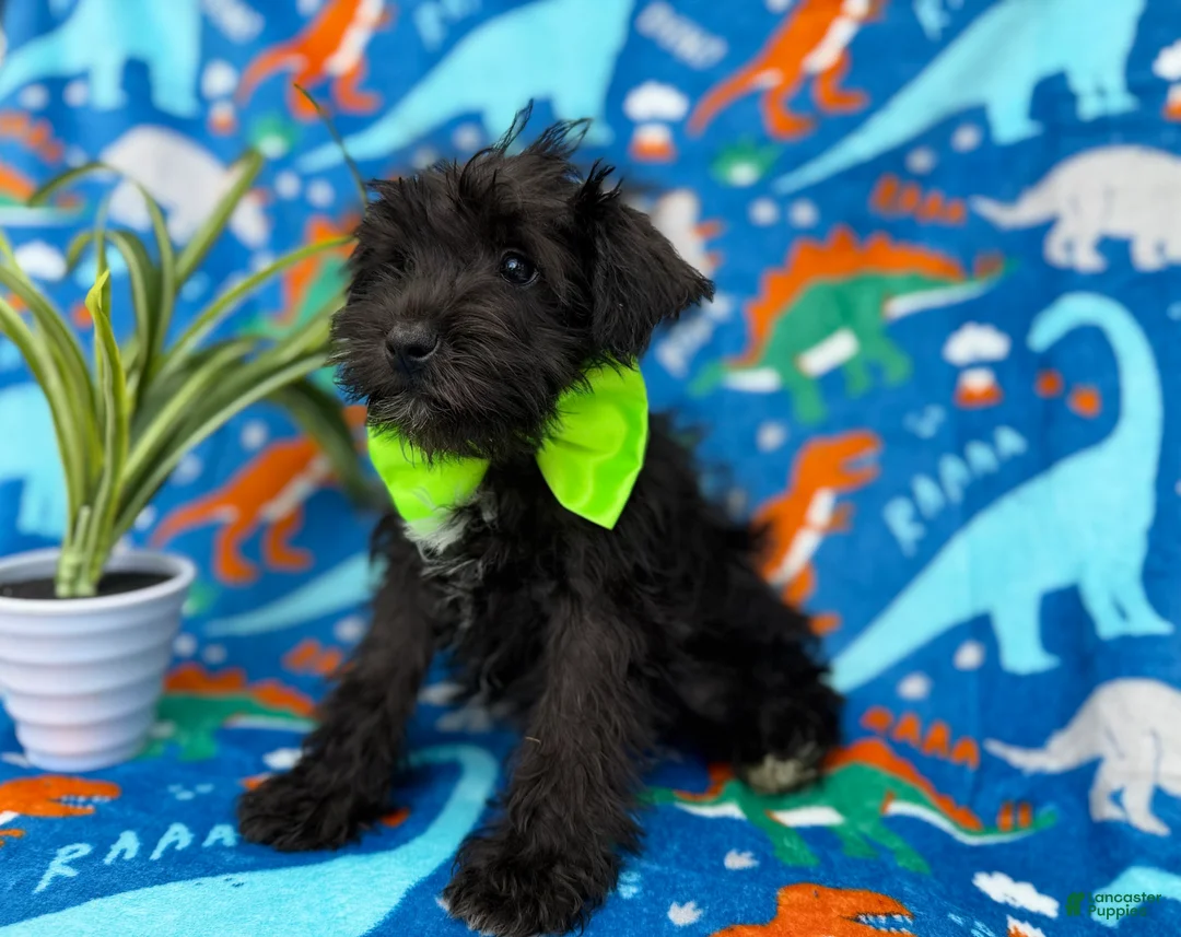 Miniature Schnauzer dogs for sale: Valentino - Ad 8
