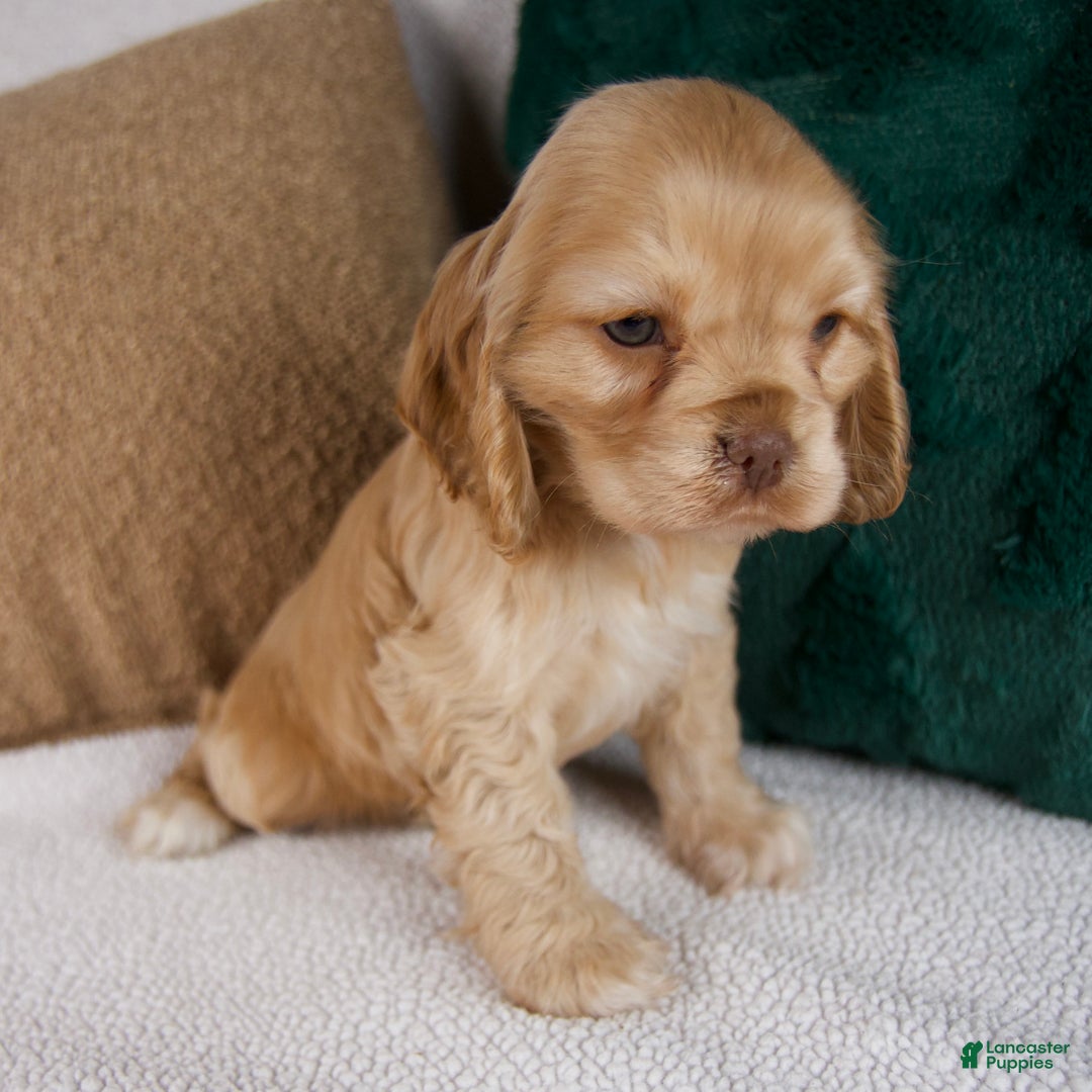 Cocker Spaniel dogs for sale: Ruby - Ad 4