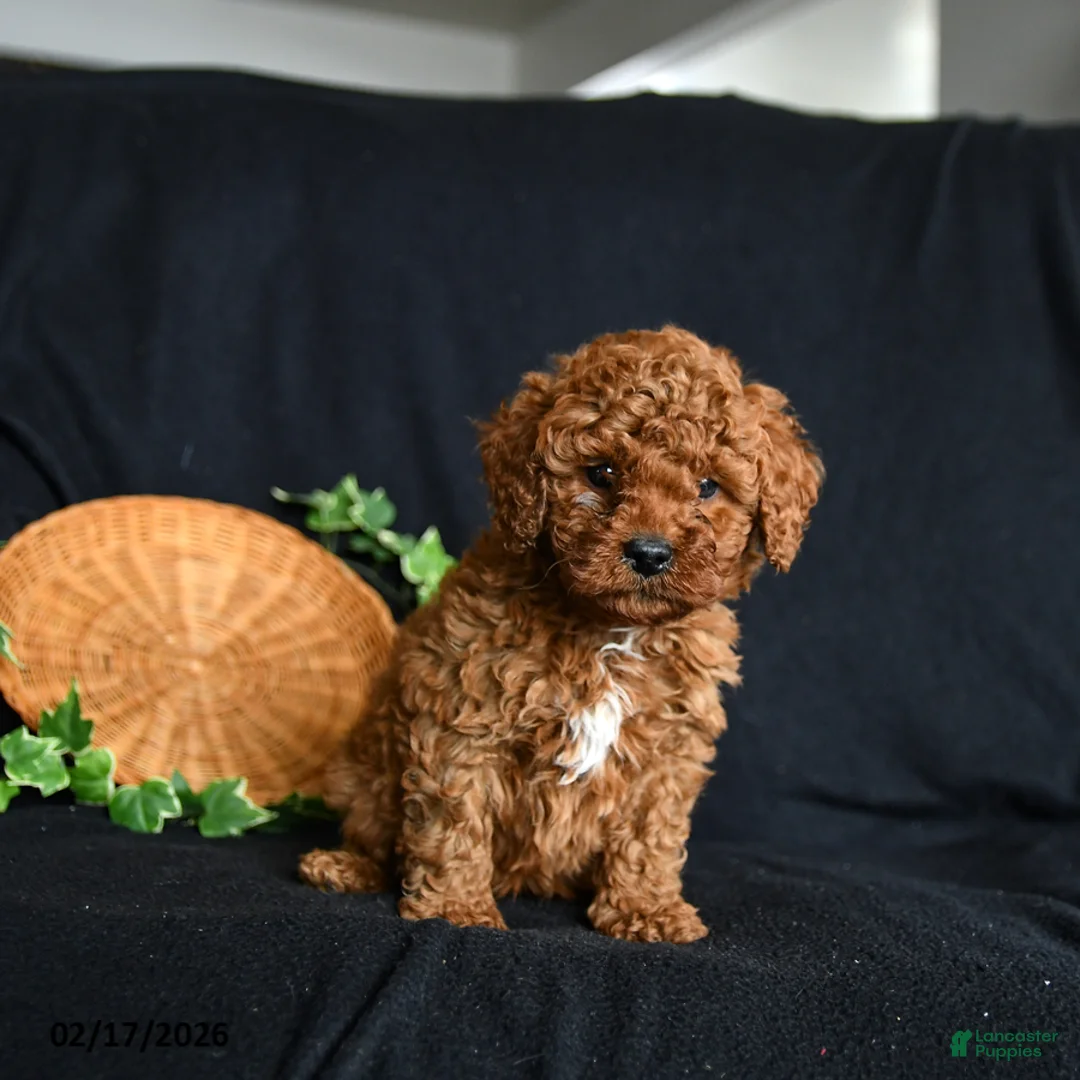 Toy Poodle dogs for sale: Scout - Ad 3