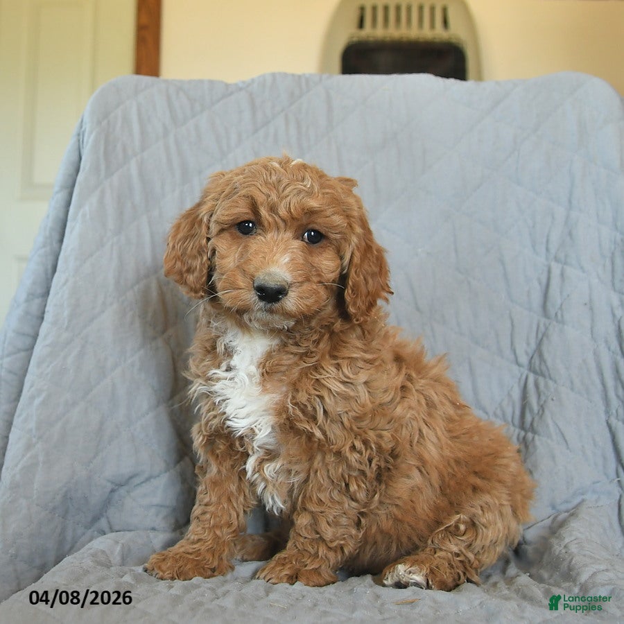 Mini Goldendoodle dogs for sale: Kiwi  - Ad 4