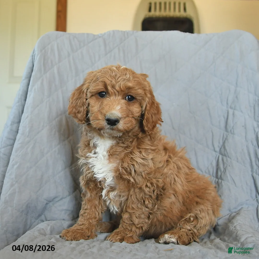 Mini Goldendoodle dogs for sale: Kiwi  - Ad 1