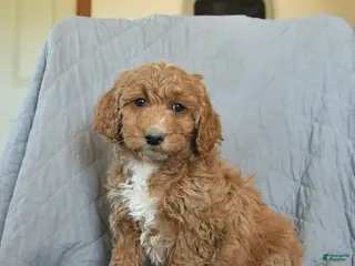 Mini Goldendoodle dogs for sale: Kiwi - Ad 4