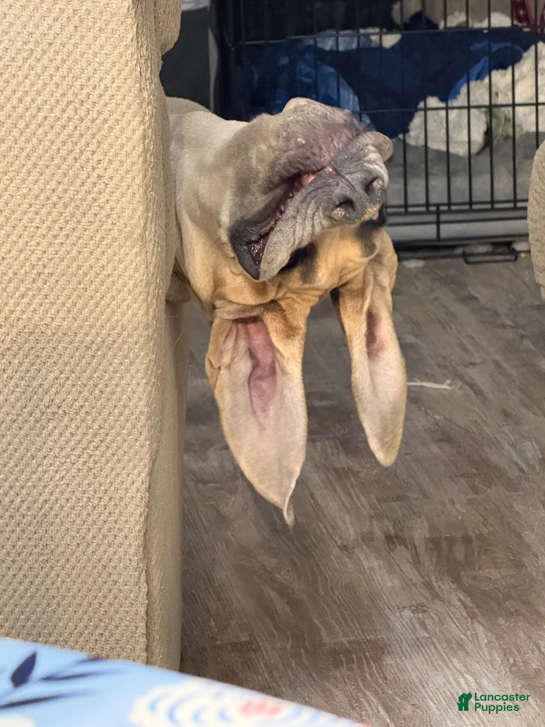 Great Dane dogs for sale: Magenta  - Ad 9