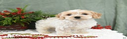 Cavapoo dogs for sale: Holly - Ad 3