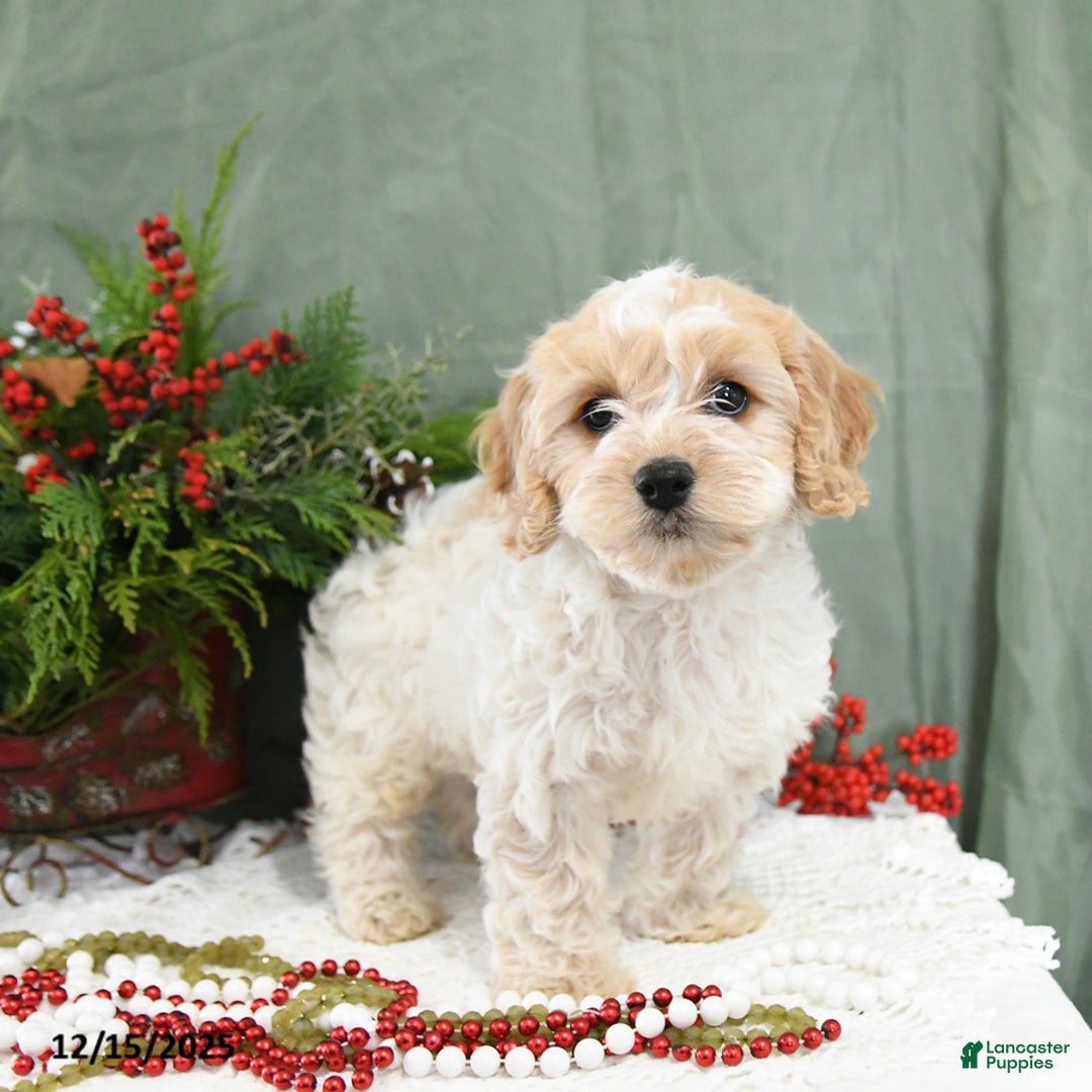 Cavapoo dogs for sale: Holly - Ad 3