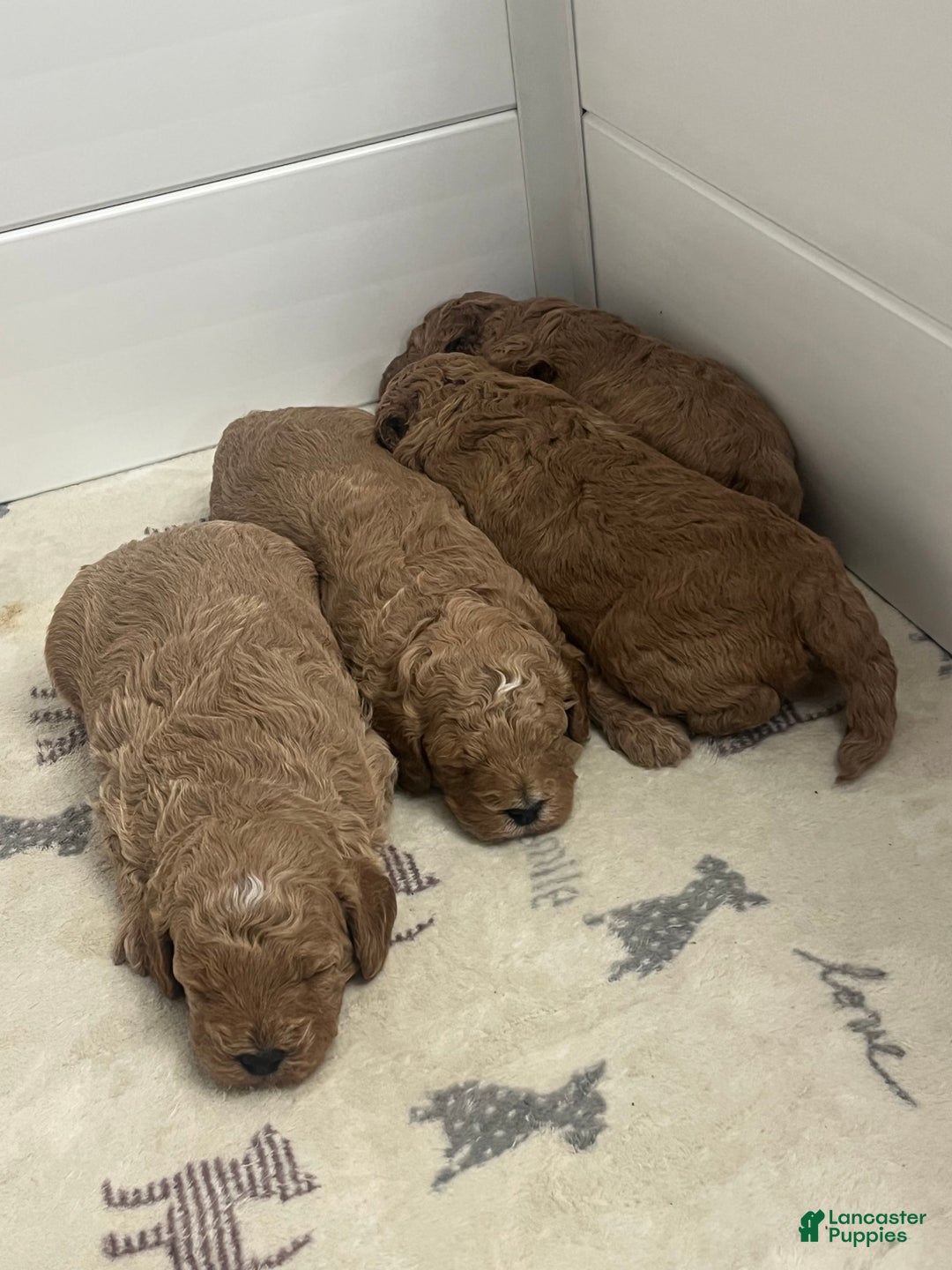 Mini Goldendoodle dogs for sale: Mini Goldendoodle Puppy 4 - Ad 5