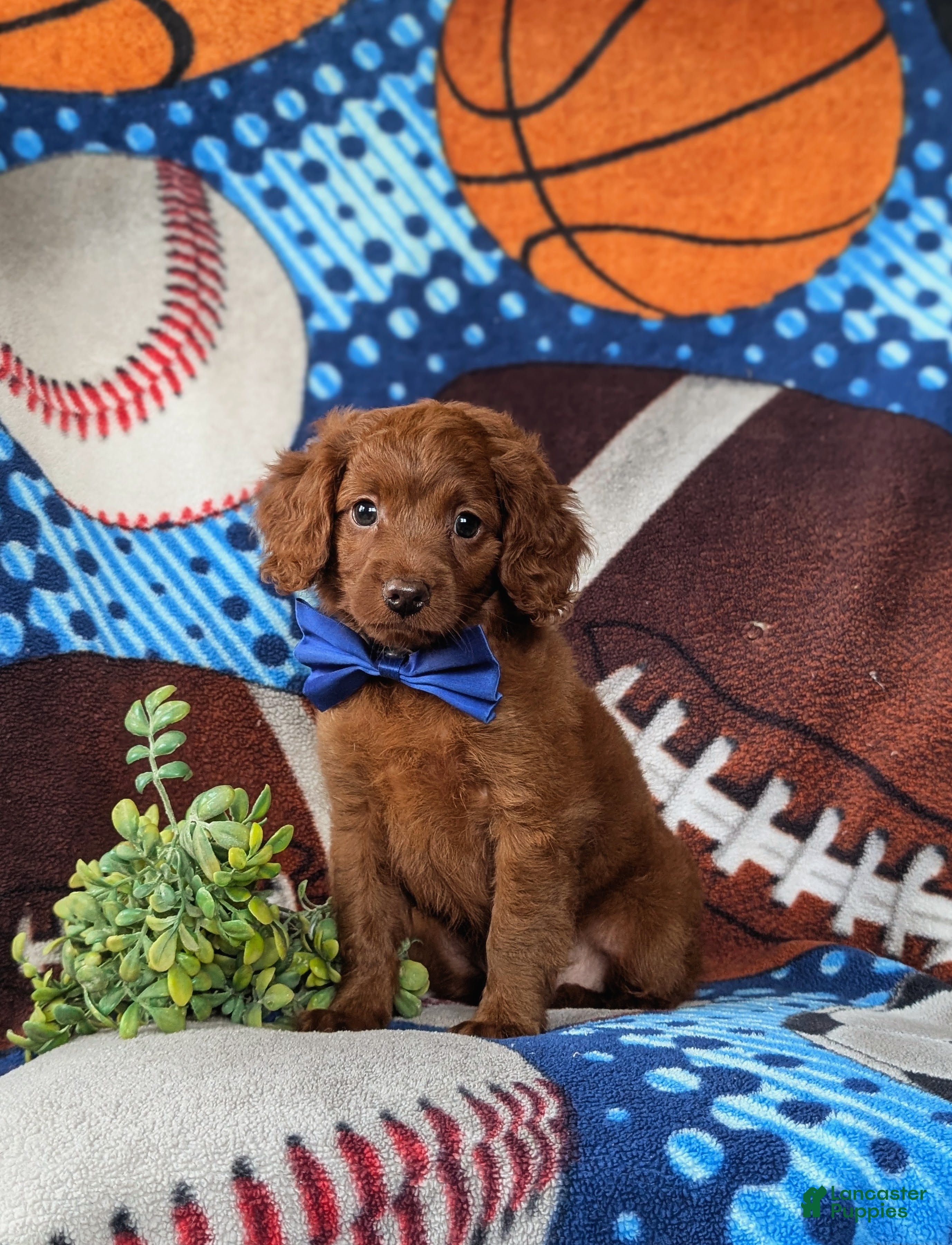 Cavapoo dogs Chas - Ad 1