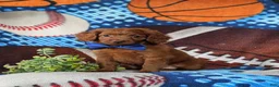 Cavapoo dogs for sale: Chas - Ad 1