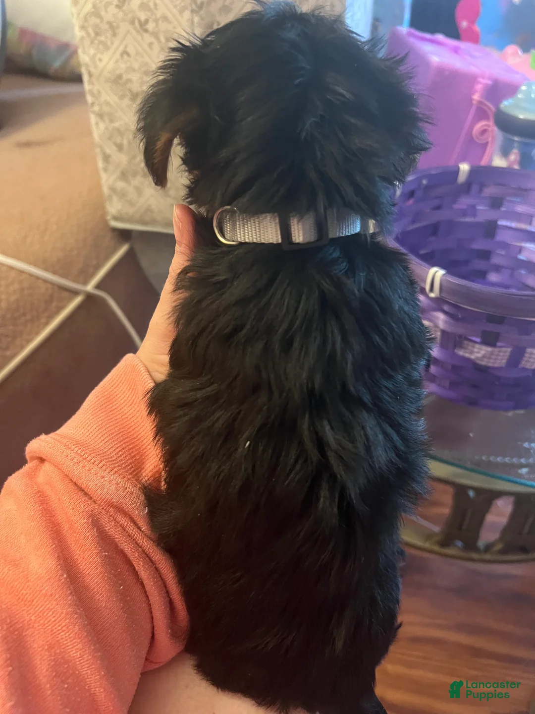 Yorkshire Terrier dogs for sale: Yorkshire Terrier Puppy 3 - Ad 1
