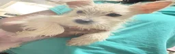 Mixed Breed dogs for sale: Mixed Breed 1 - Ad 3