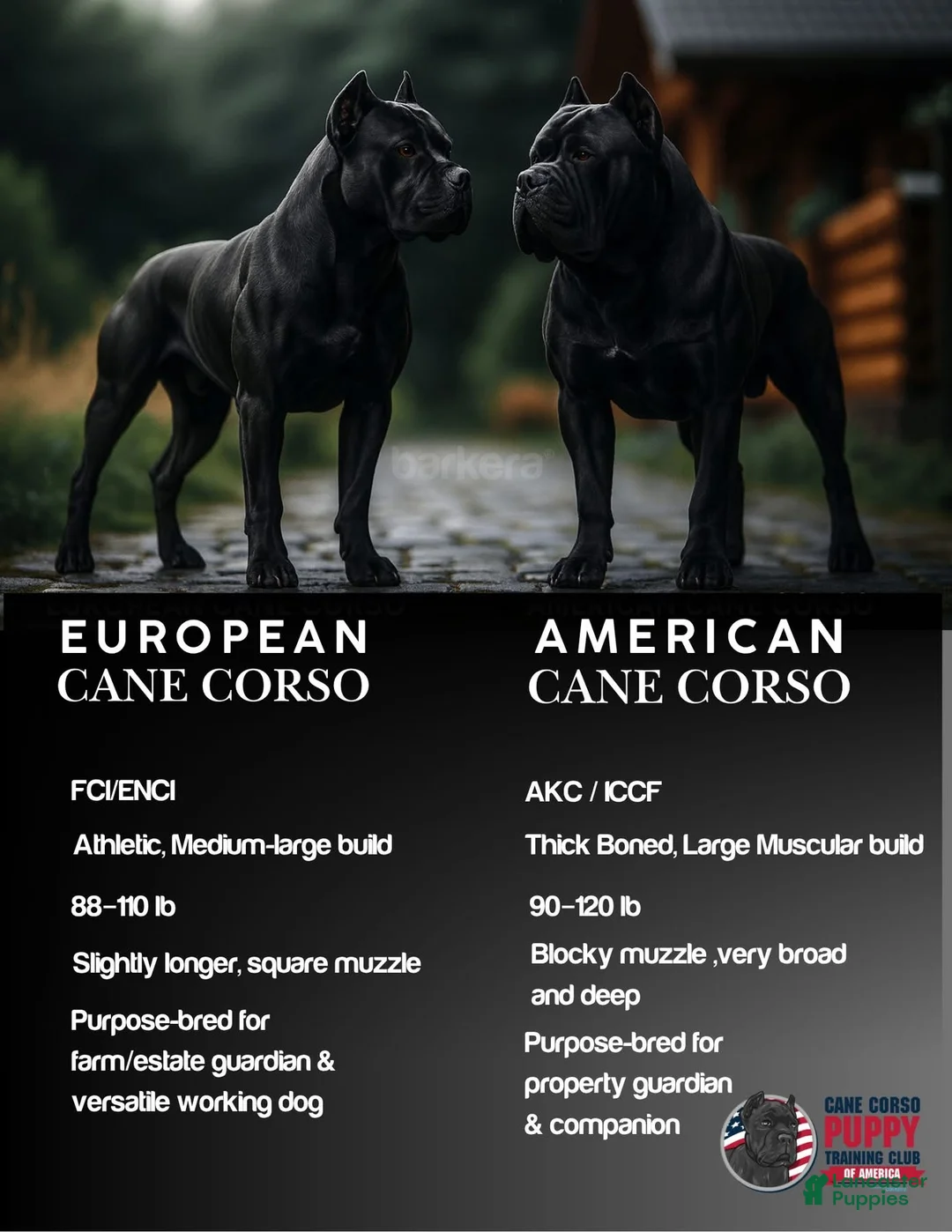 Cane Corso dogs for sale: Cane Corso Puppy 1 - Ad 1