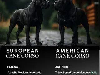 Cane Corso dogs Cane Corso Puppy 1 - Ad 23