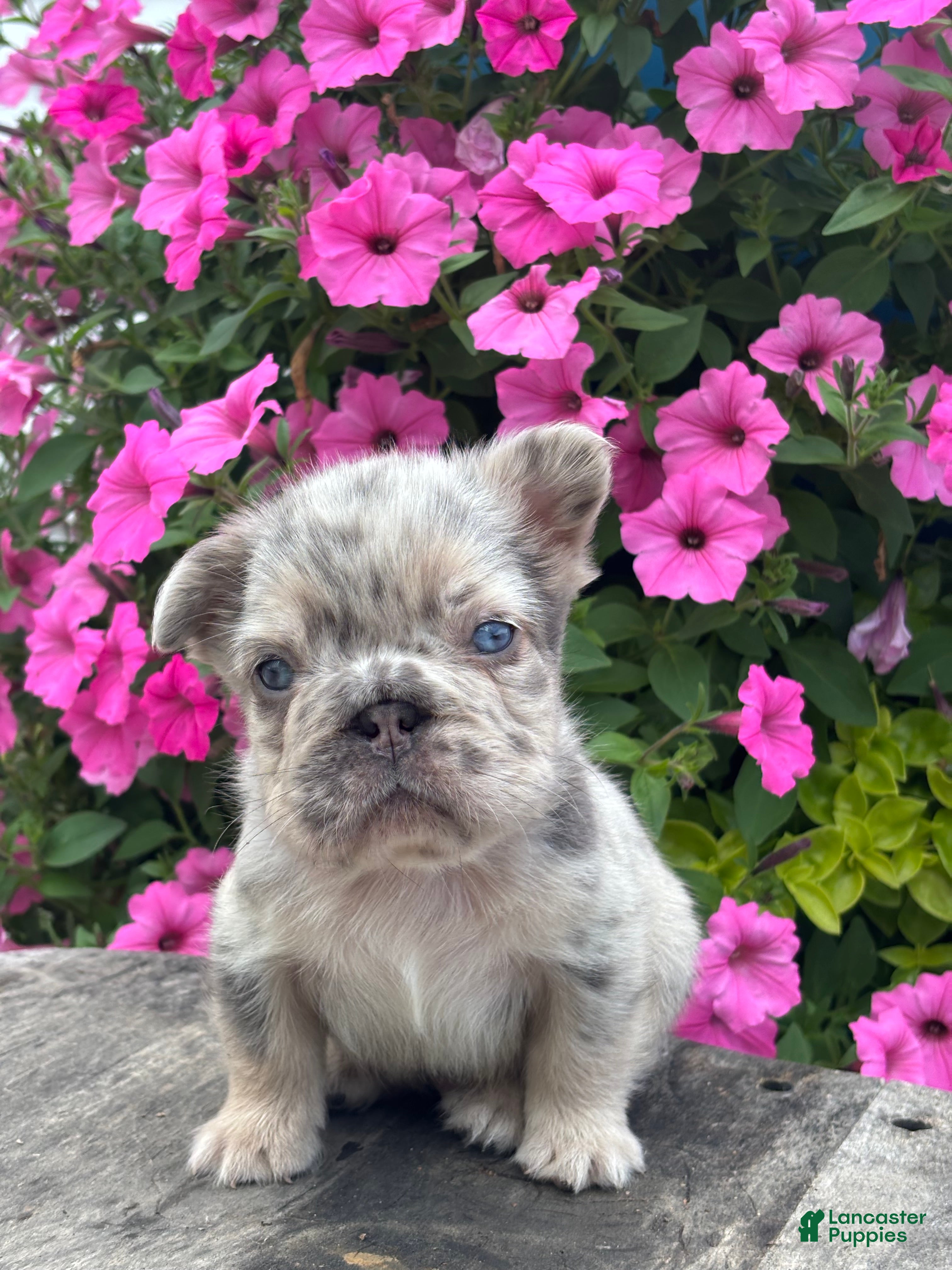 French Bulldog dogs Miles - Ad 1