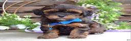 Shihpoo dogs for sale: Sterling  - Ad 3