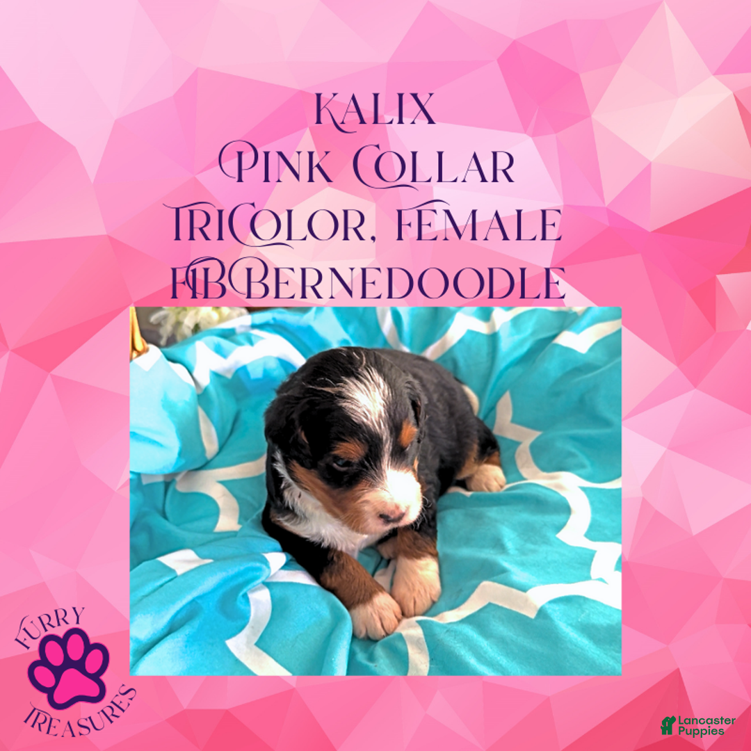 Mini Bernedoodle dogs for sale: Kian “Blue Collar” Male - Ad 26