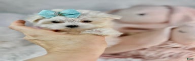 Maltese Puppy 1