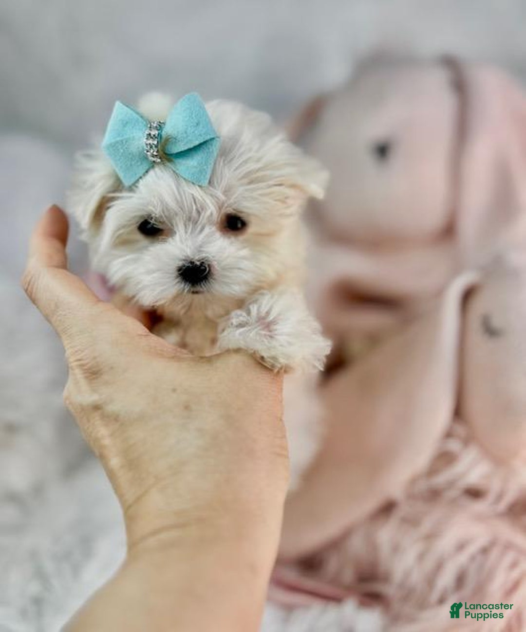 Maltese dogs for sale: Maltese Puppy 1 - Ad 1