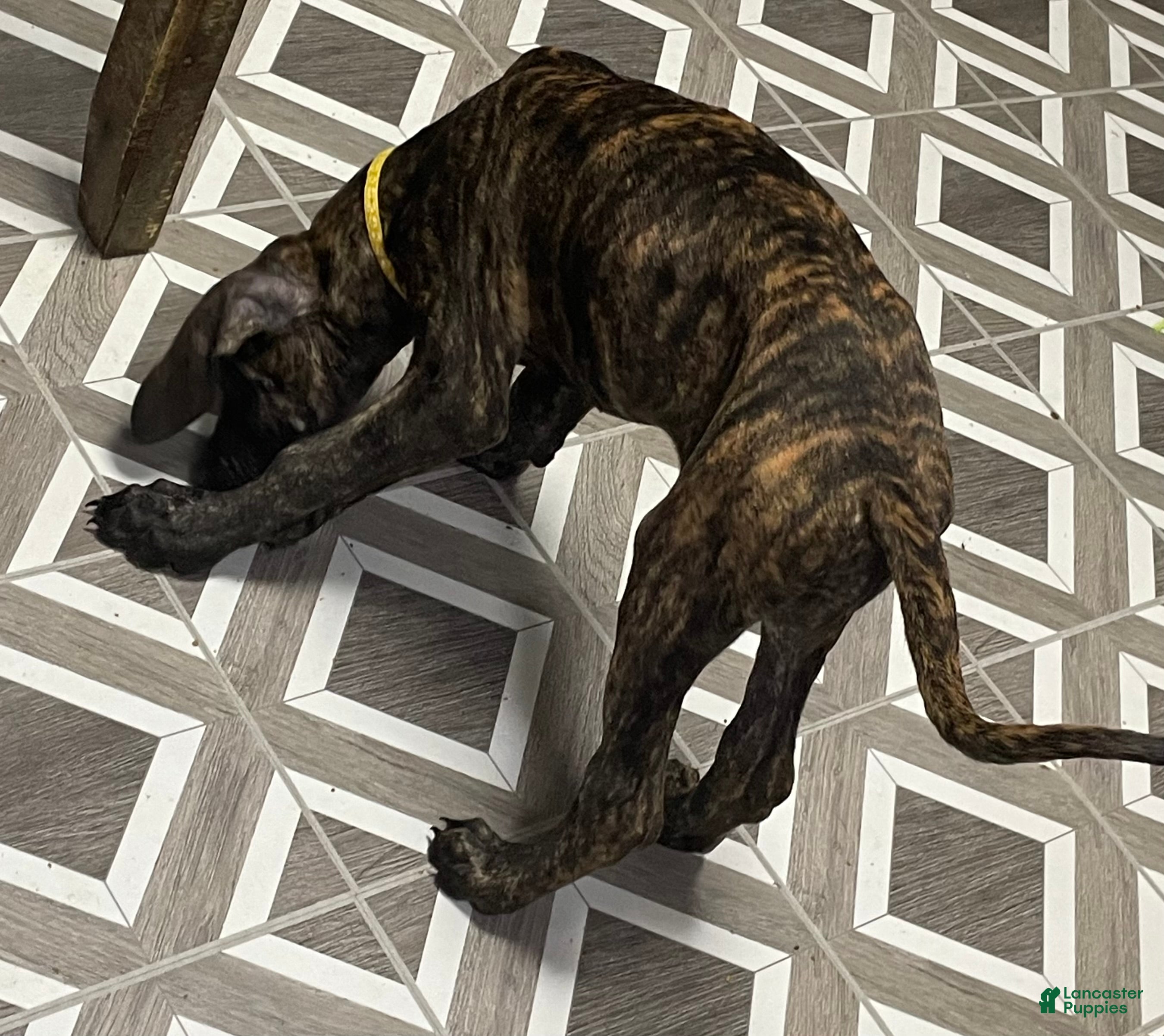 Great Dane dogs Brinley - Ad 2