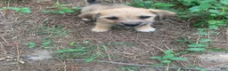 Chiweenie dogs for sale: Chiweenie 1 - Ad 6