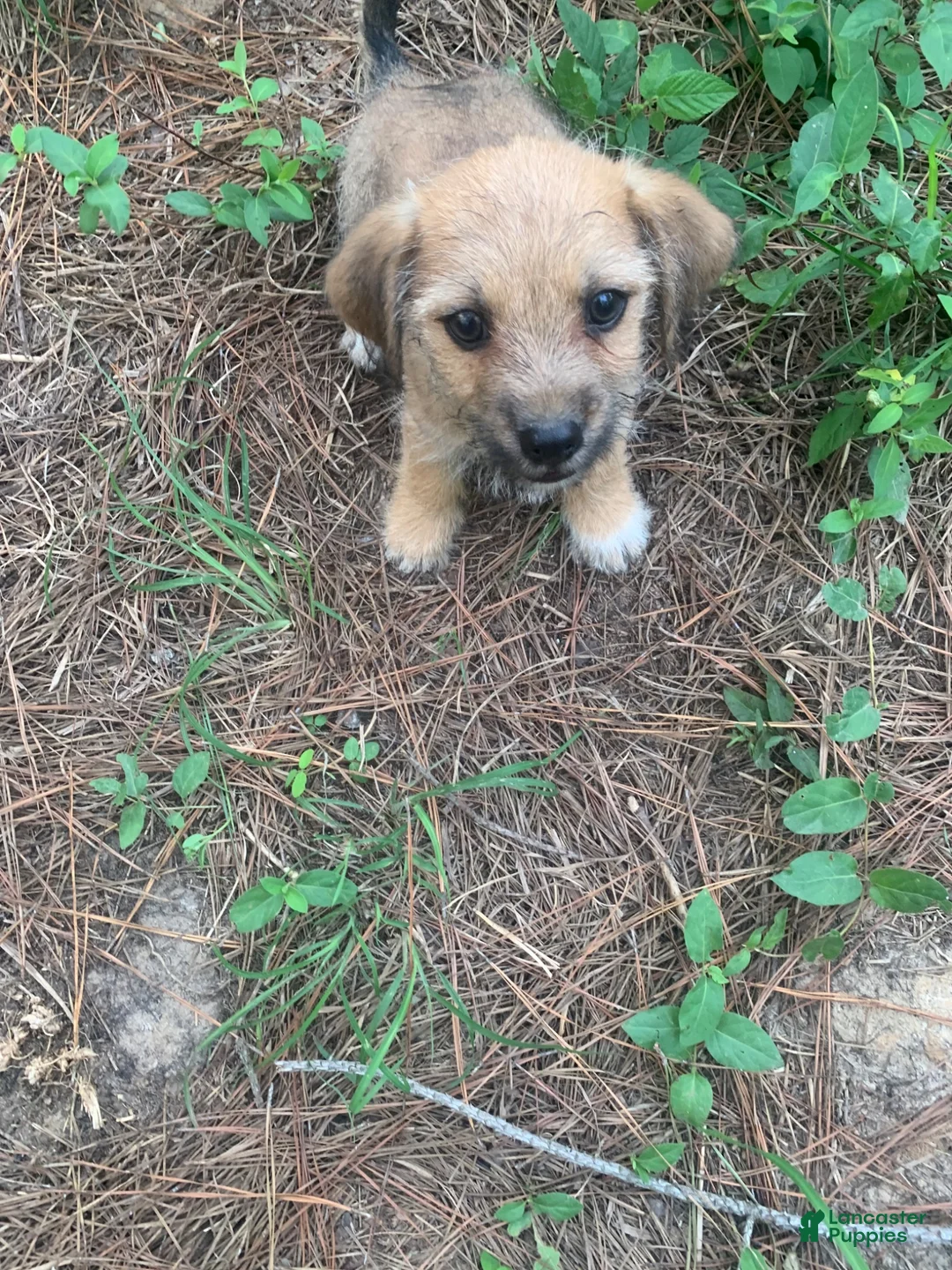 Chiweenie dogs for sale: Chiweenie 1 - Ad 6