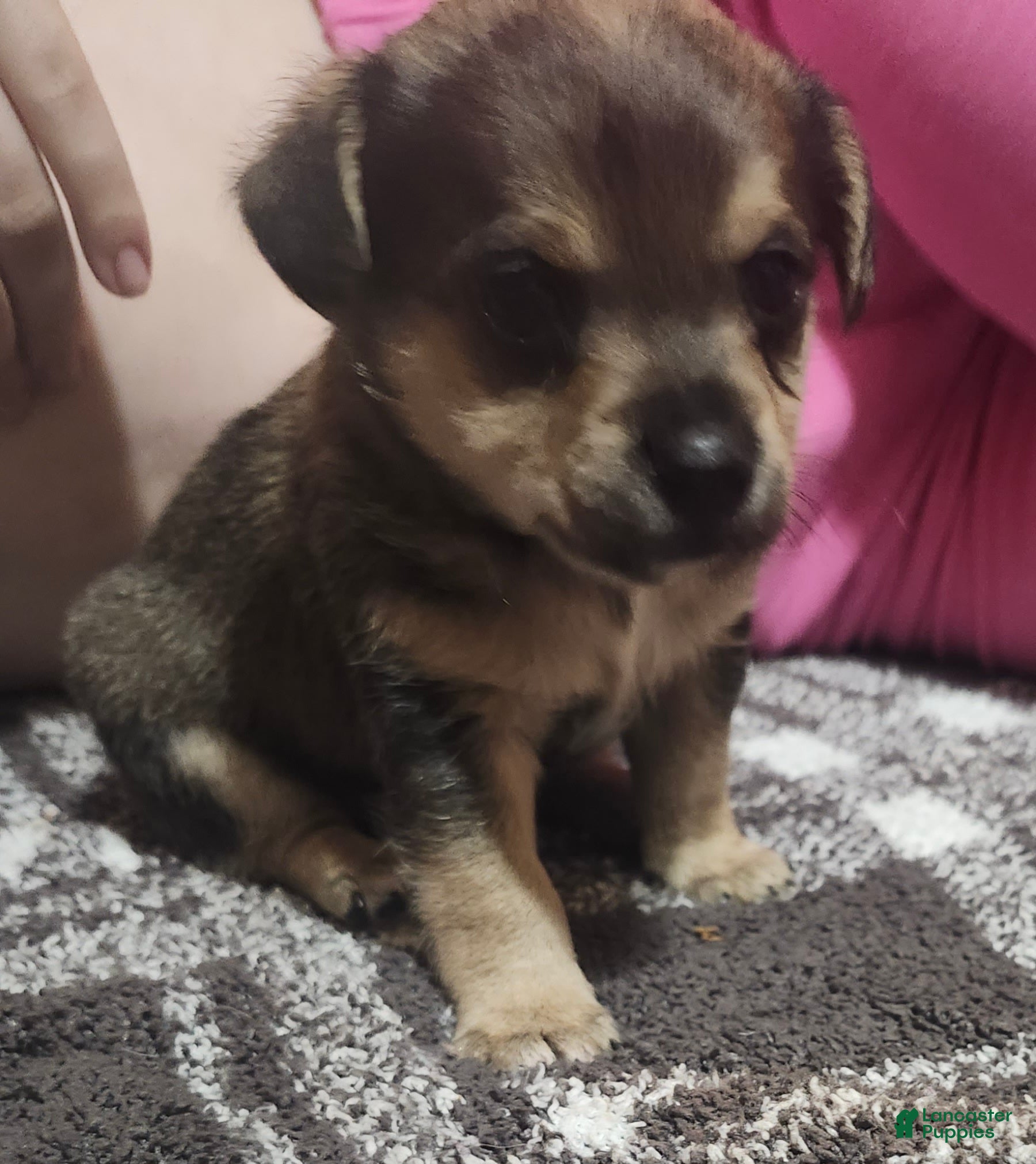Chorkie dogs James  - Ad 1