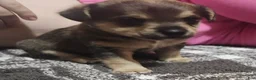 Chorkie dogs for sale: James  - Ad 1