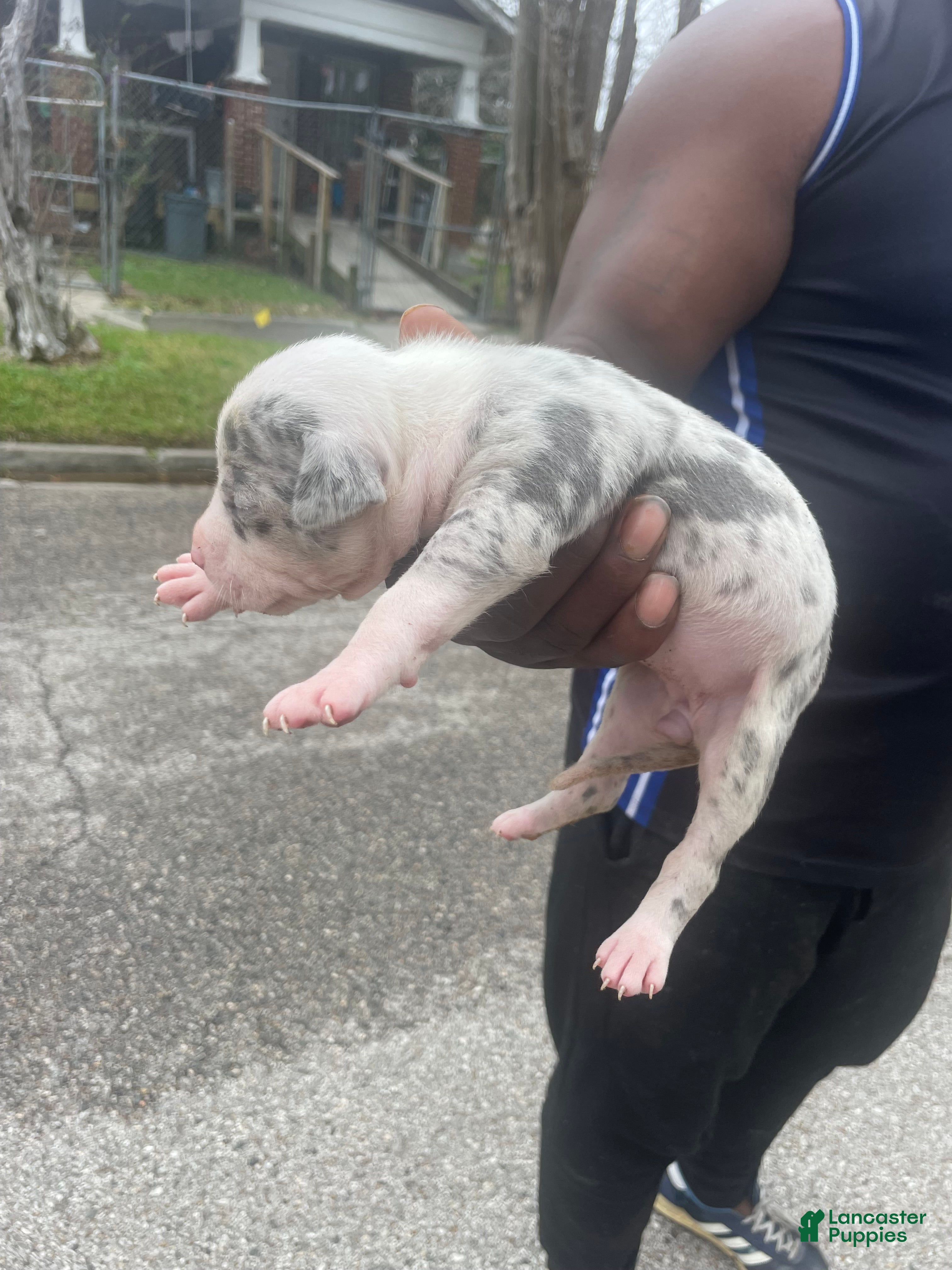 American Pit Bull Terrier dogs American Pit Bull Terrier Puppy 1 - Ad 3