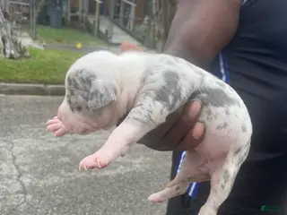 American Pit Bull Terrier dogs American Pit Bull Terrier Puppy 1 - Ad 3