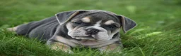 Beabull dogs for sale: Gigi - Ad 3