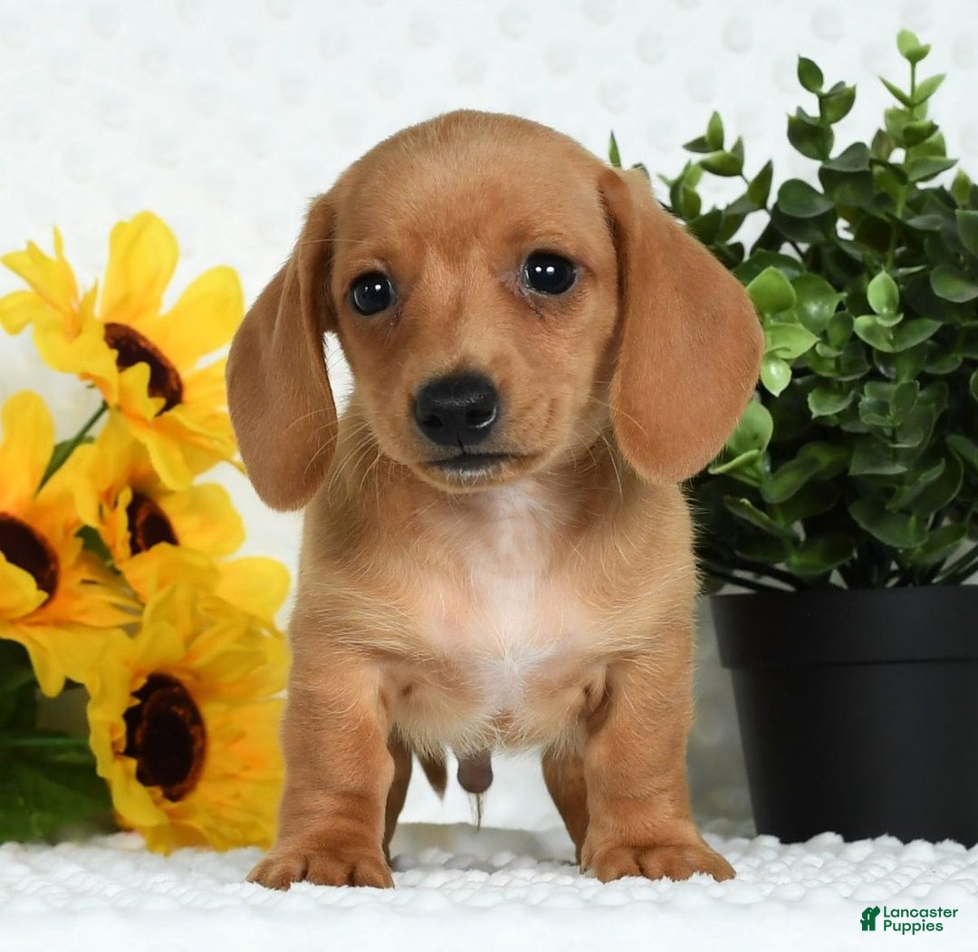 Miniature Dachshund dogs for sale: Toby Short Hair - Ad 1