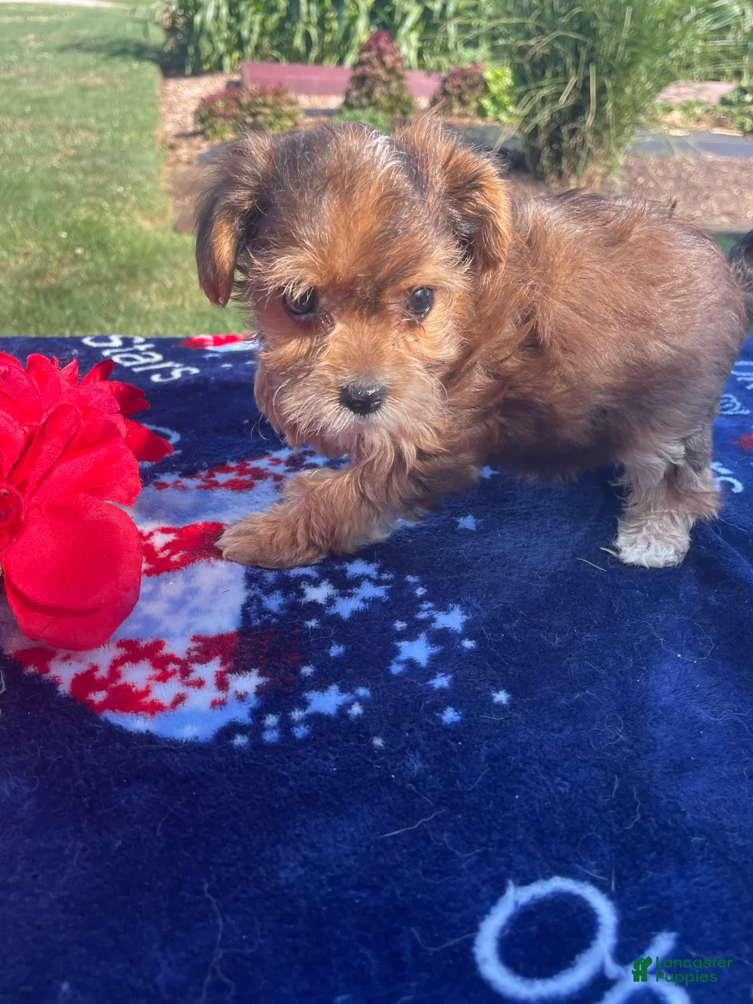 Yorkiepoo dogs for sale: Peanut - Ad 4