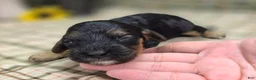 Cockapoo dogs for sale: Batty - Ad 40