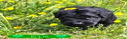 Giant Schnauzer dogs for sale: Giant Schnauzer Elm - Ad 2