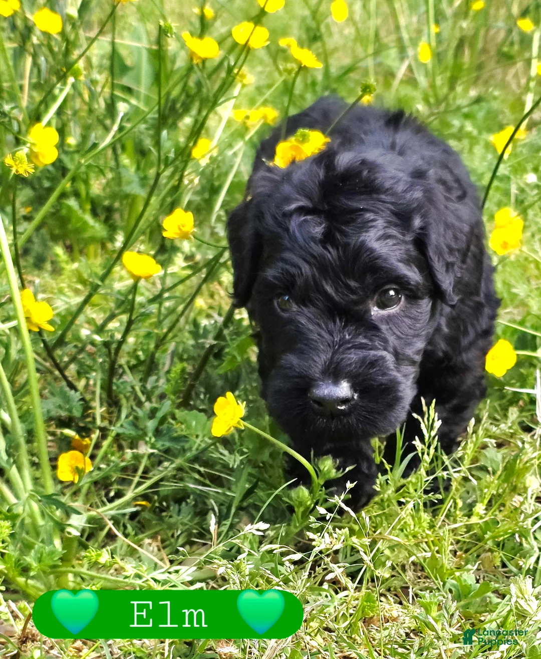 Giant Schnauzer dogs for sale: Giant Schnauzer Elm - Ad 2